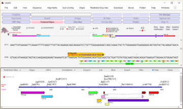 DNA Analysis with DNADynamo Software