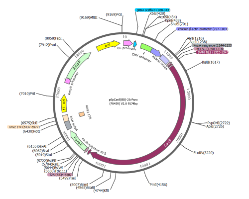 DNA Cloning Software