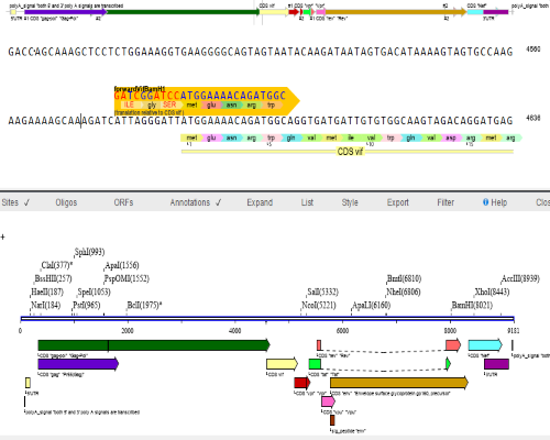 DNA